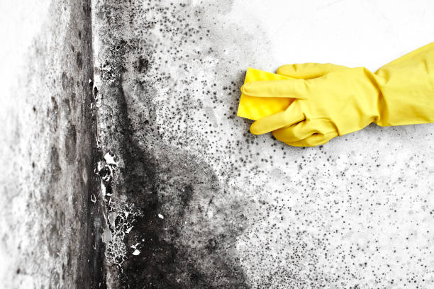 Best Forensic Mold Investigation  in Footville, WI