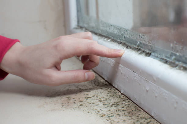  Footville, WI Mold Removal Pros